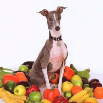 Shellac - Excellent Italian Greyhound