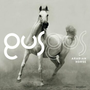 Gus Gus - Arabian Horse