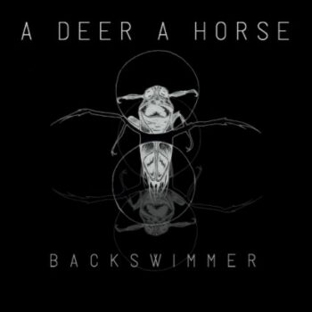 Backswimmer