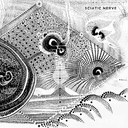 Sciatic Nerve - Sciatic Nerve