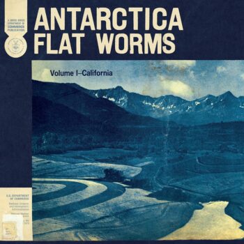 Flat Worms - Antarctica