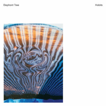 Elephant Tree - Habits