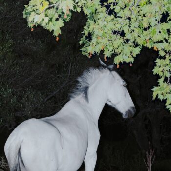 Alice Hebborn - Saisons