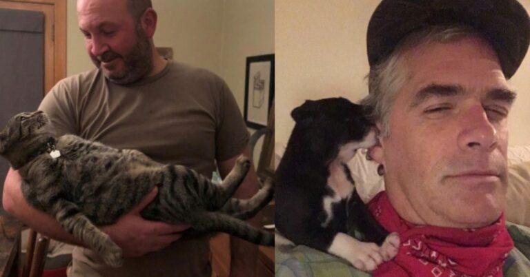 Samiam: Cats vs. Dogs