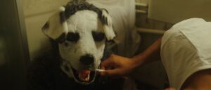 Review zum Thriller "Good Boy" –  It&#8217;s a dog-eat-dog world