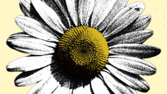 »Heart of Gold« – Fiona Apple covert Neil Young